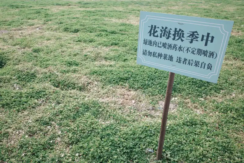上海司兼导包车游服务升级：司机兼导游模式如何重塑深度旅行体验